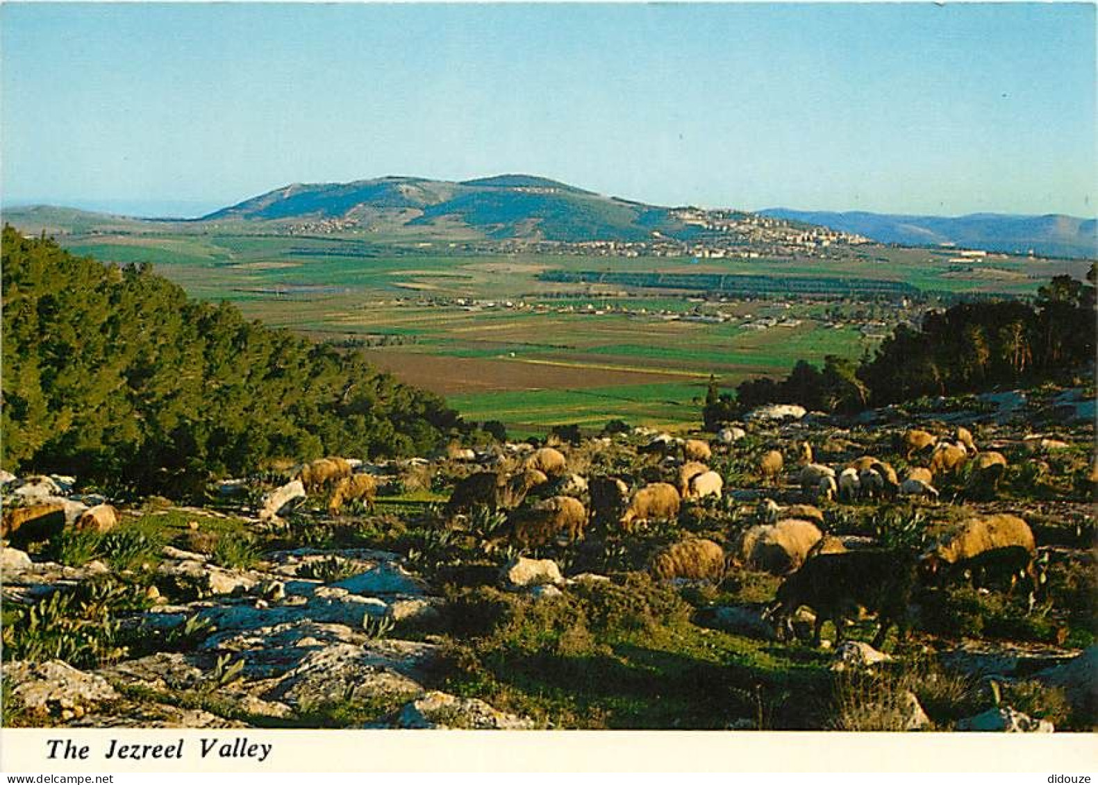 Israel - The Jezreel Valley And Givat Hamoreh - Vallée De Jezreel Et Givat Hamoreh - CPM - Carte Neuve - Voir Scans Rect - Israele