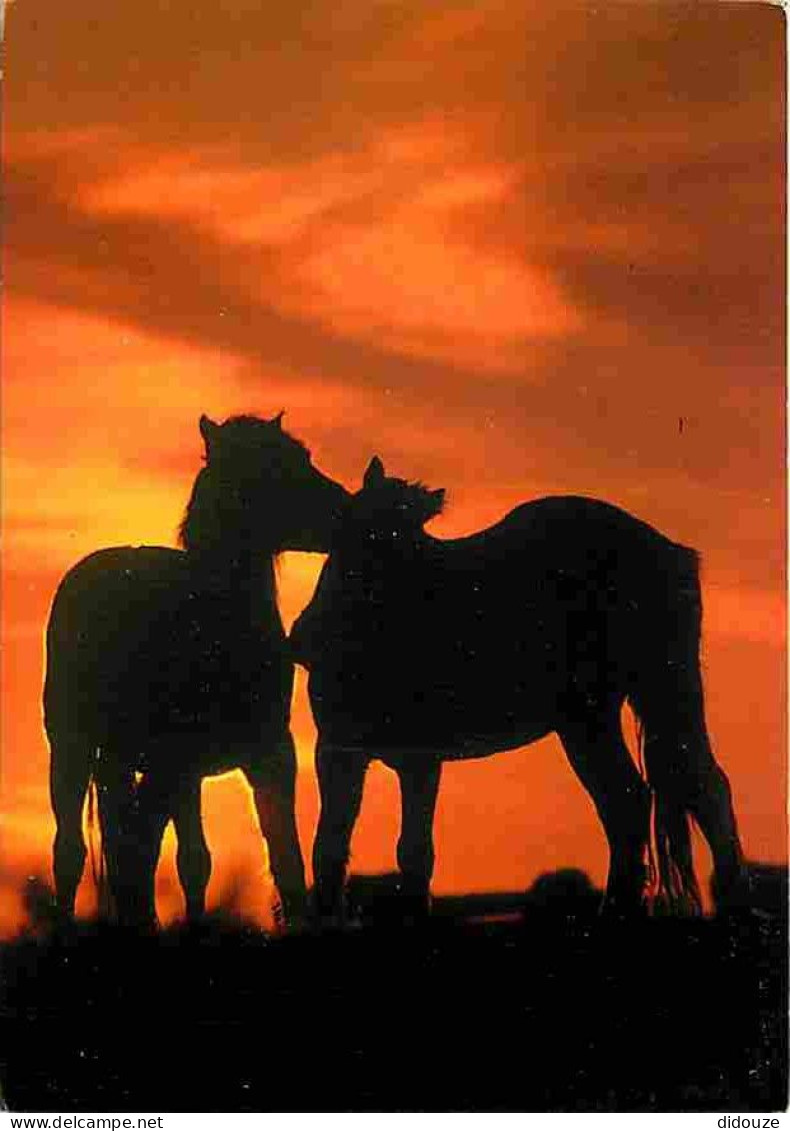 Animaux - Chevaux - Cocuher De Soleil - CPM - Voir Scans Recto-Verso - Pferde