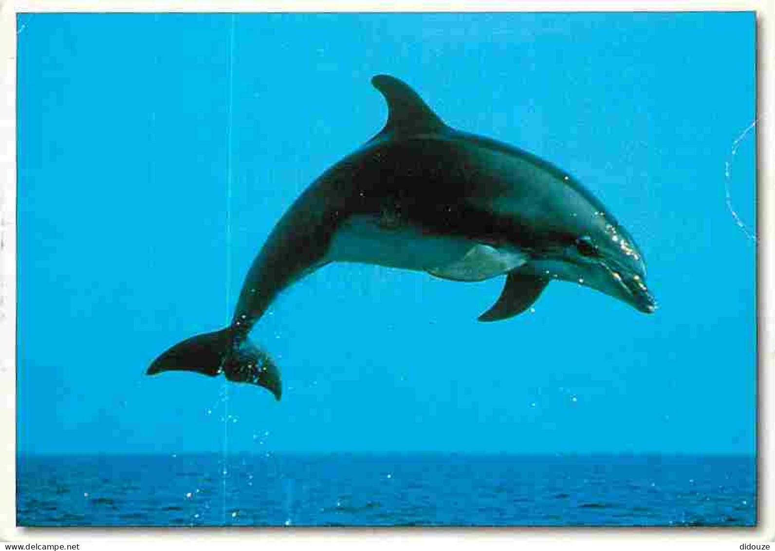 Animaux - Dauphins - CPM - Voir Scans Recto-Verso - Dolfijnen