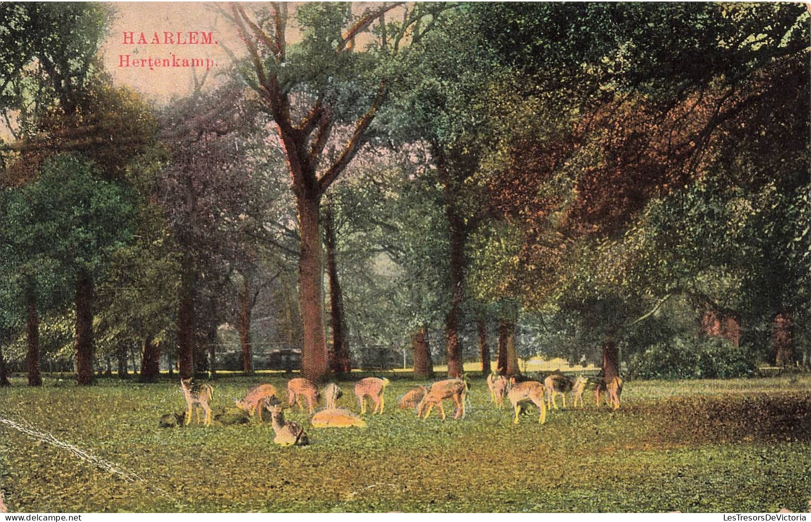 PAYS-BAS - Haarlem - Hertenkamp - Carte Postale Ancienne - Haarlem