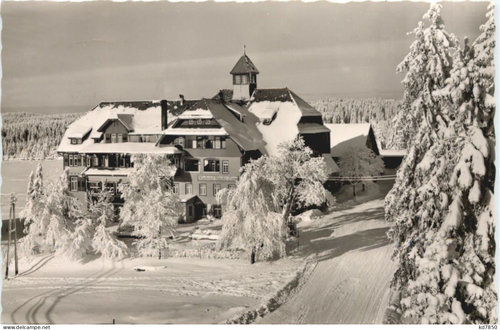 Kniebis-Lamm - Freudenstadt