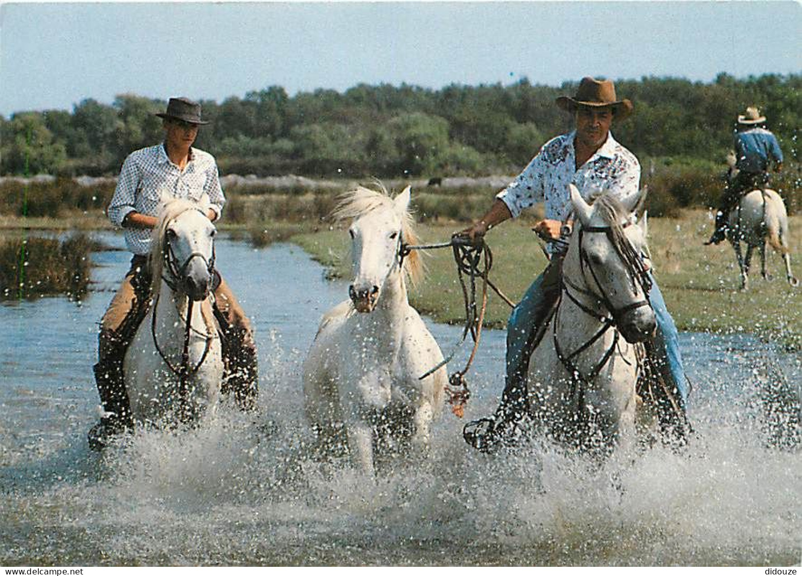 Animaux - Chevaux - CPM - Voir Scans Recto-Verso - Chevaux