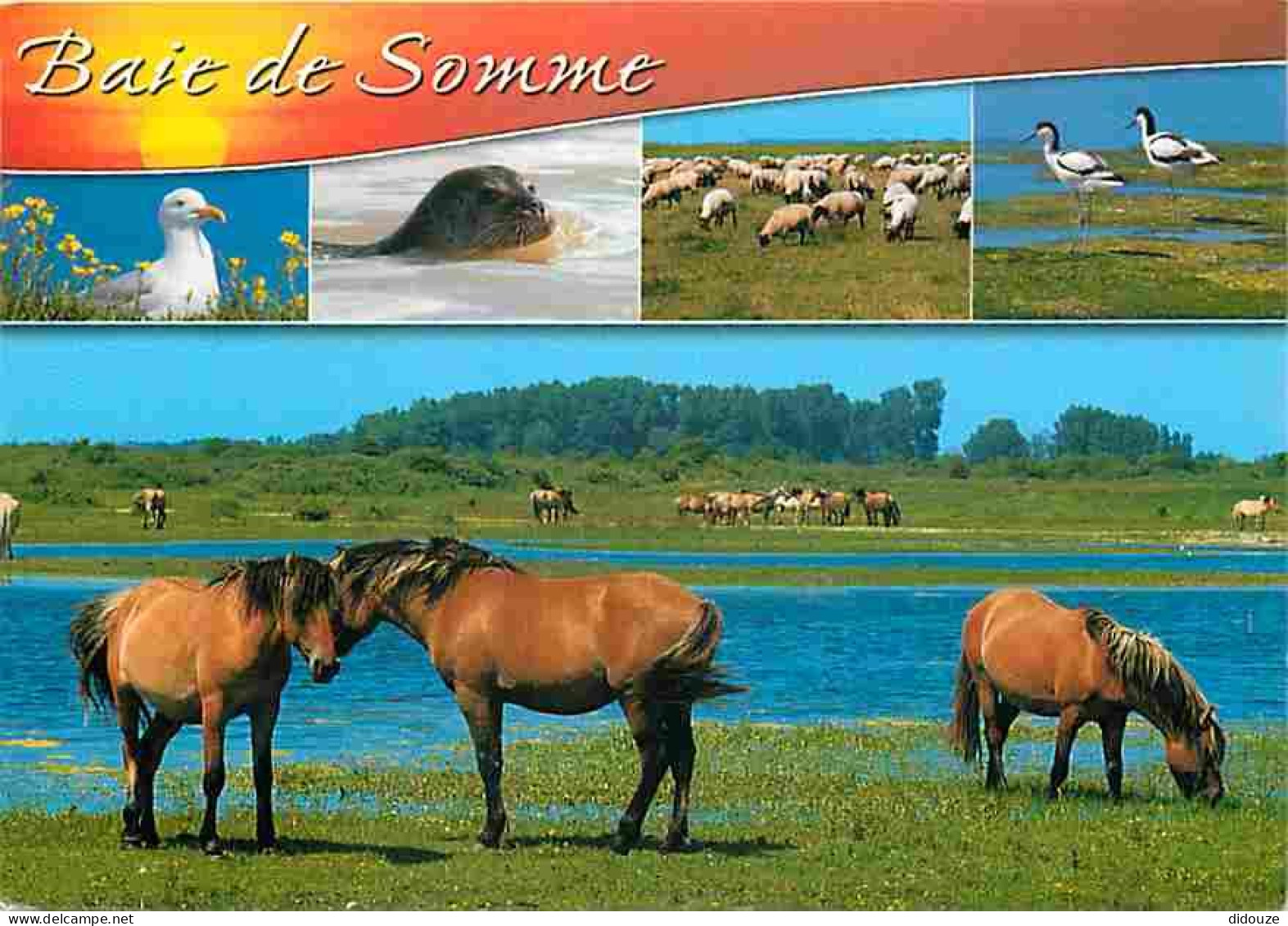 Animaux - Chevaux - Baie De Somme - Multivues - CPM - Voir Scans Recto-Verso - Pferde