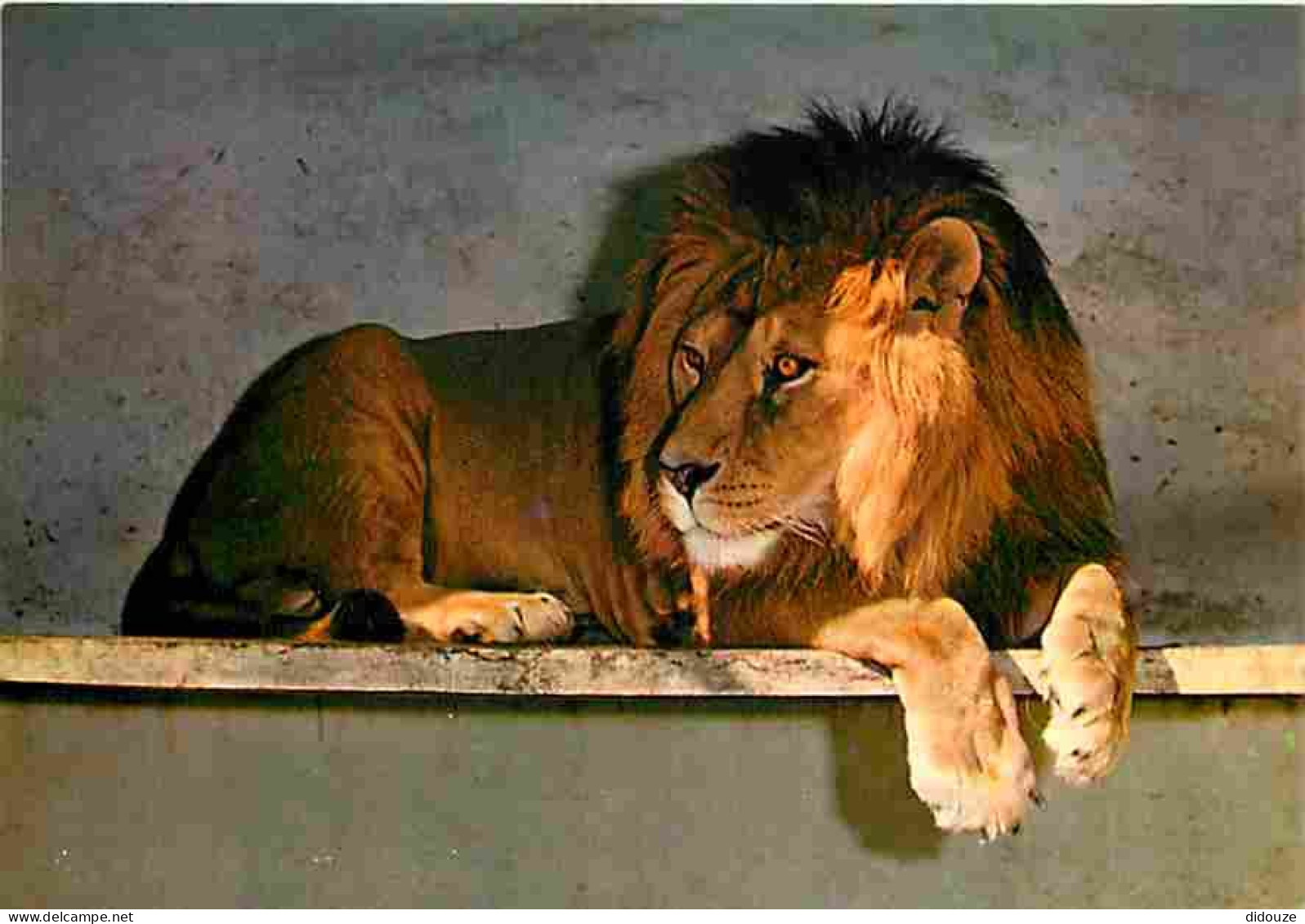 Animaux - Lions - La Flèche - Parc Zoologique Du Tertre Rouge - CPM - Voir Scans Recto-Verso - Lions