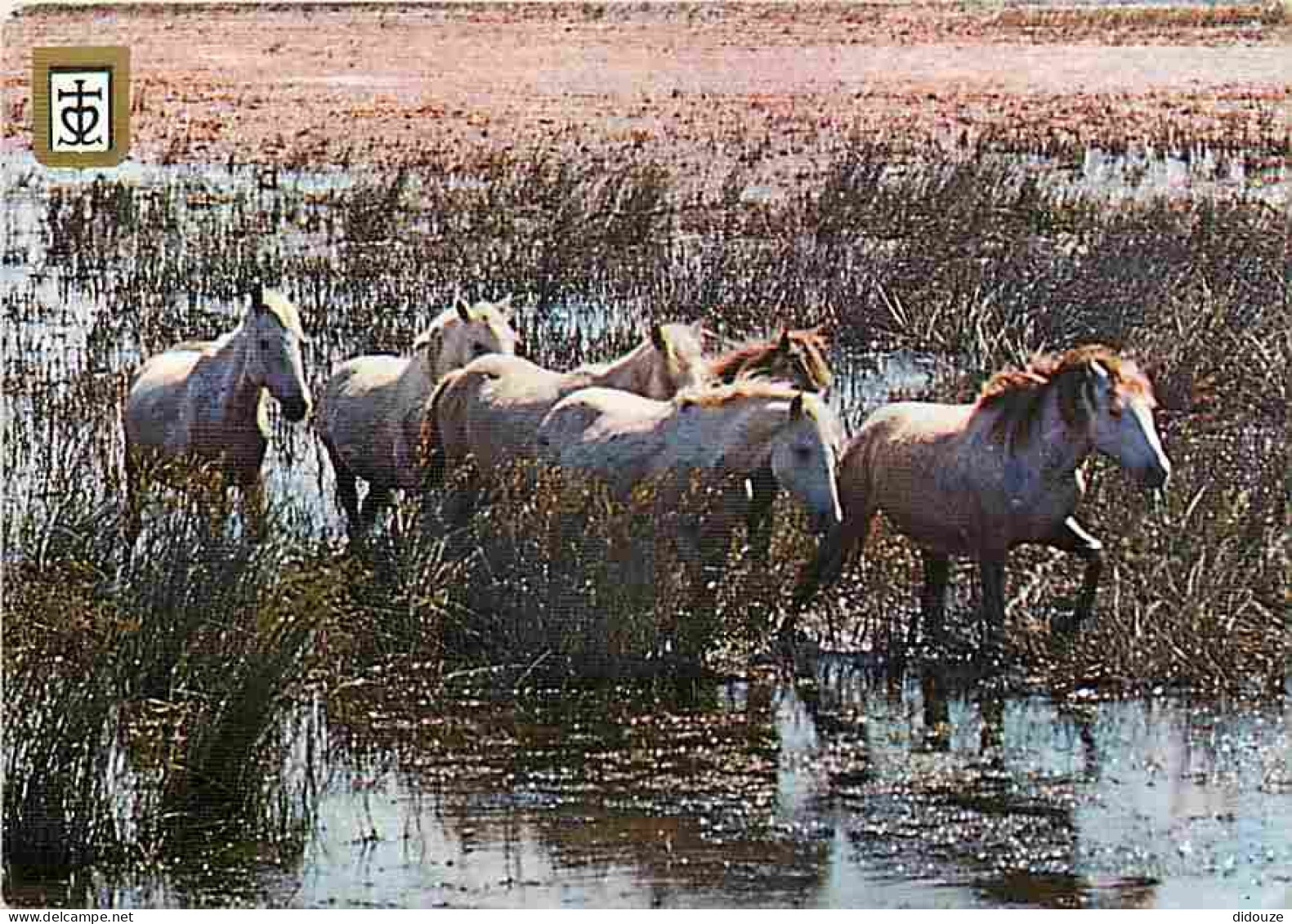 Animaux - Chevaux - Camargue - Chevaux Camarguais Dans Les étangs - CPM - Voir Scans Recto-Verso - Chevaux