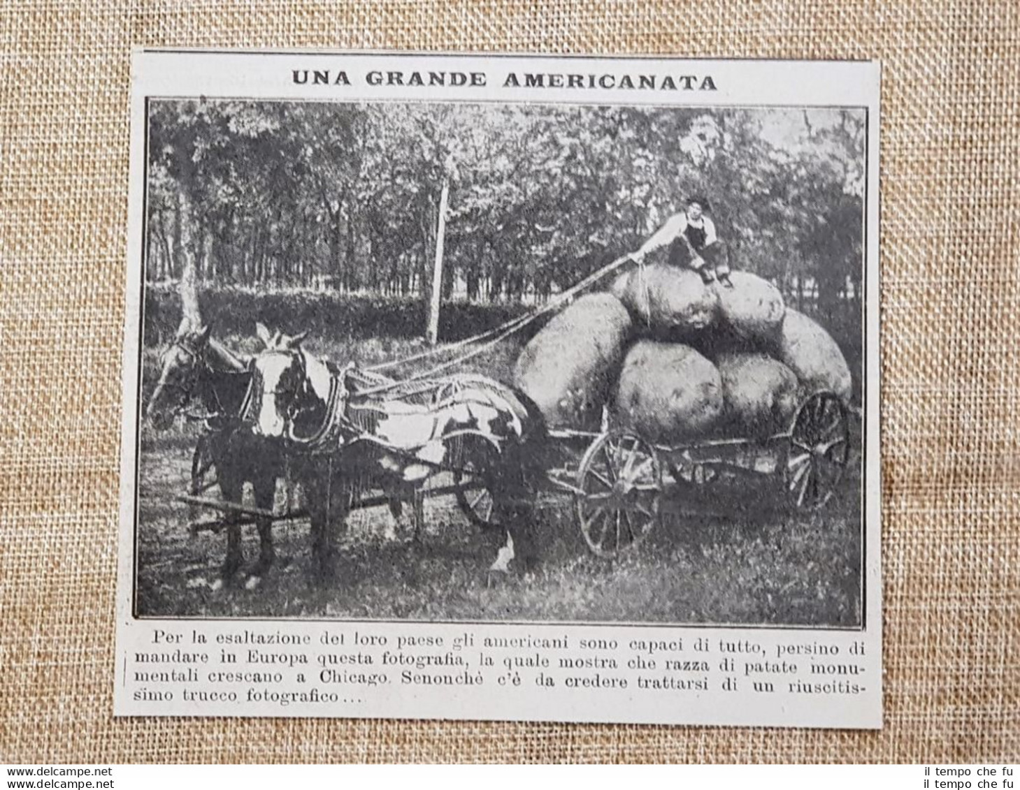 Curioso Fotomontaggio Del 1914 Chicago Patate Monumentali U.S.A. - Autres & Non Classés