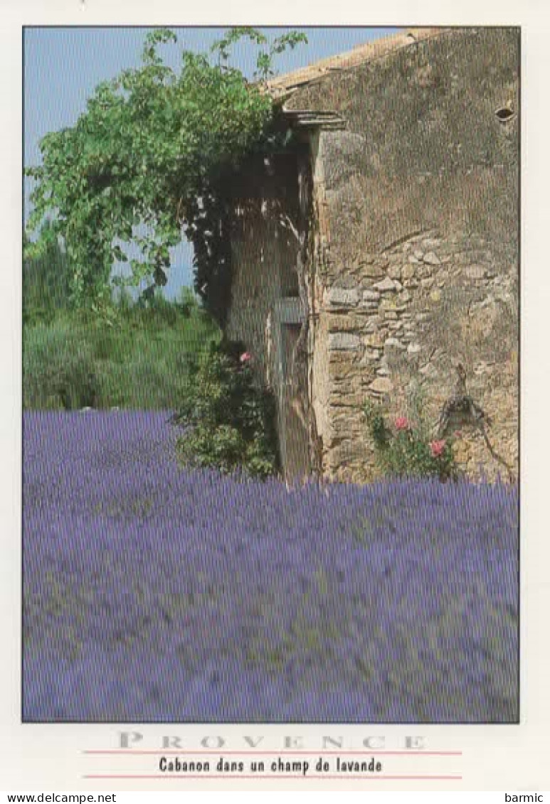 PROVENCE, CABANON DANS UN CHAMP DE LAVANDE COULEUR  REF 15094 - Landbouw