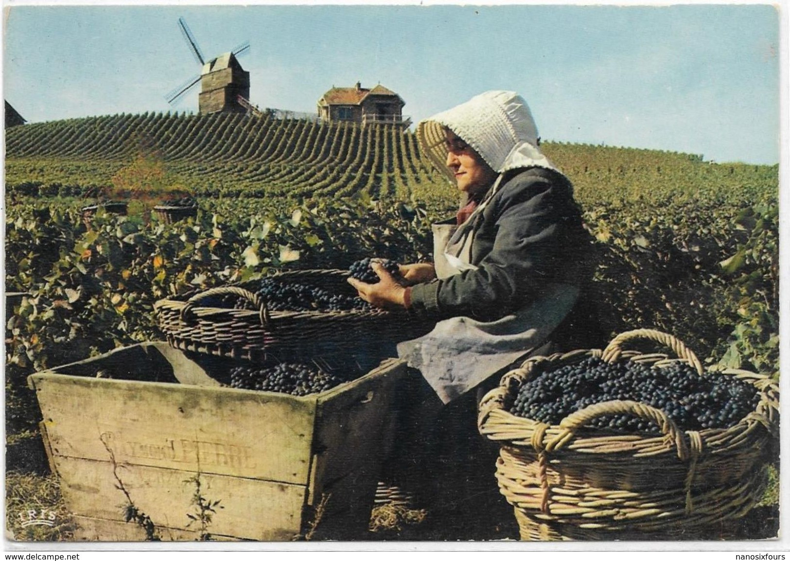 LOT DE 24 CARTES THEME LES VIGNOBLES  VIN CHAMPAGNE - 5 - 99 Postcards