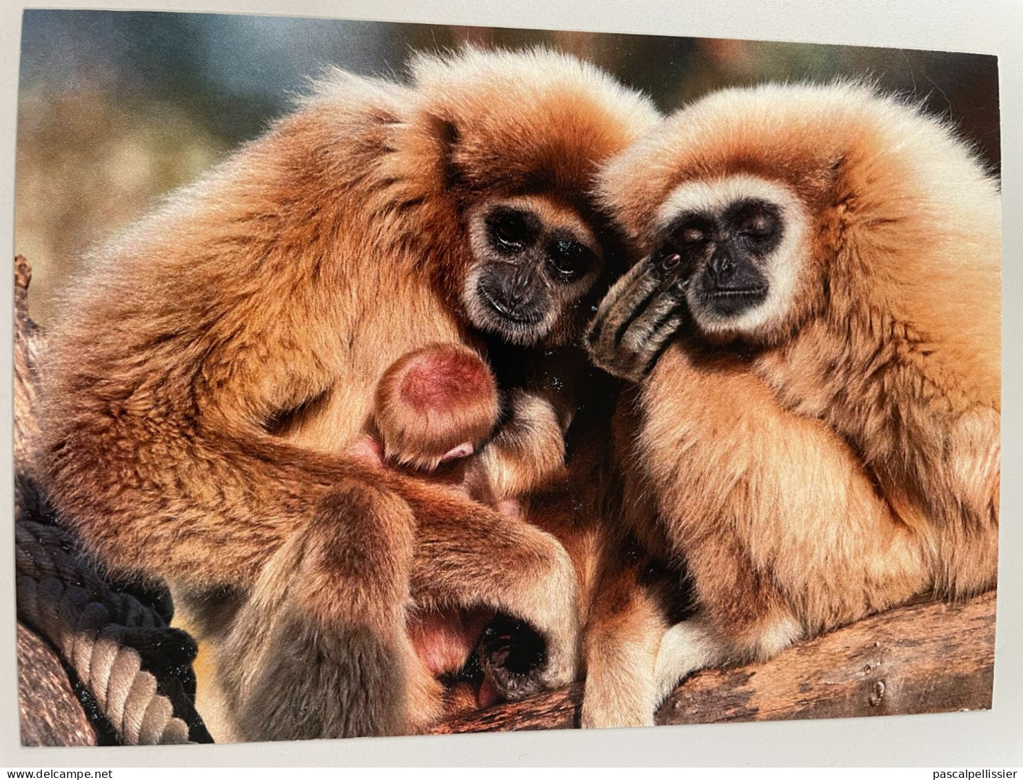 CPM - 80 - Gibbons Iar - ZOO - Parc Zoologique De La Ville D'Amiens - Monkeys