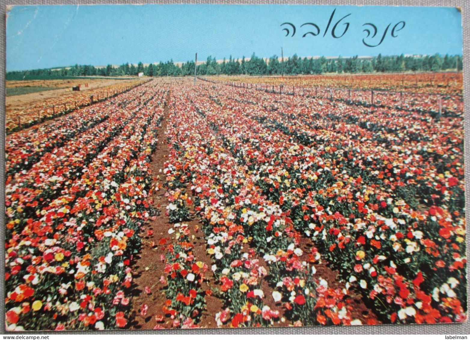 ISRAEL KIBBUTZ GEVIM ASHKELON SHANA TOVA NEW YEAR CARD KARTE POSTKARTE CARTE POSTALE POSTCARD ANSICHTSKARTE CARTOLINA - Israel