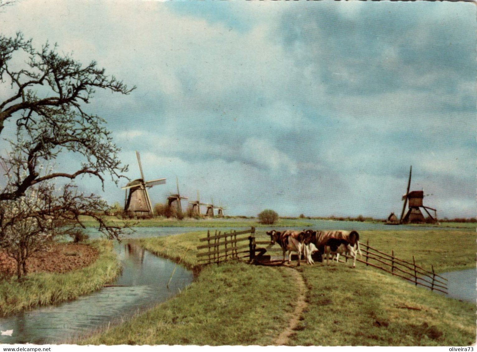 HOLlAND - Kinderdijk - Kinderdijk