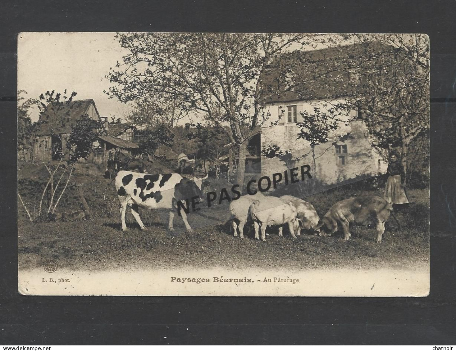 PAYSAGES  BEARNAIS  AU PATURAGE  / VACHE / COCHON /CHEVAL  Oblit Salies De Béarn  1906 - Autres