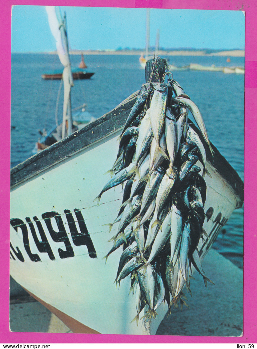 310204 / Bulgaria - Nessebar - Fishing , A Good Catch Hanging On The Bow Of The Boat 1984 PC Bulgarie Bulgarien  - Fischerei