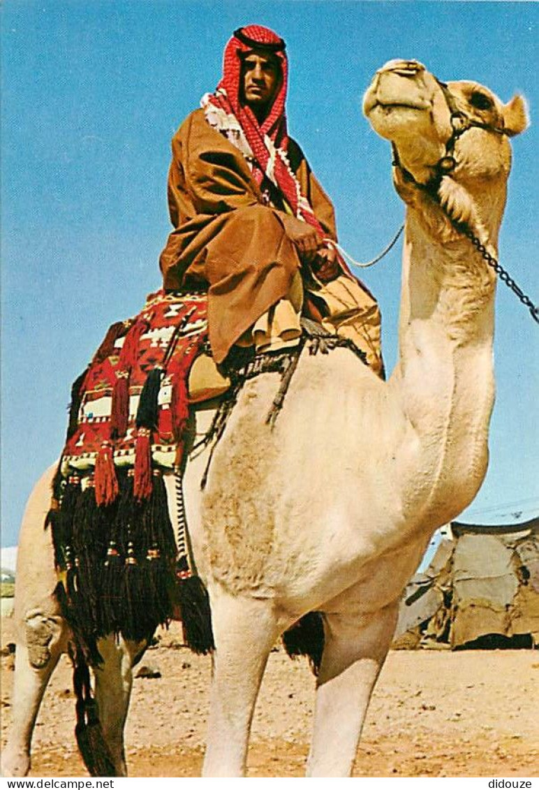 Israel - Beduin On His Camel In The Negev - Chameau - CPM - Carte Neuve - Voir Scans Recto-Verso - Israel