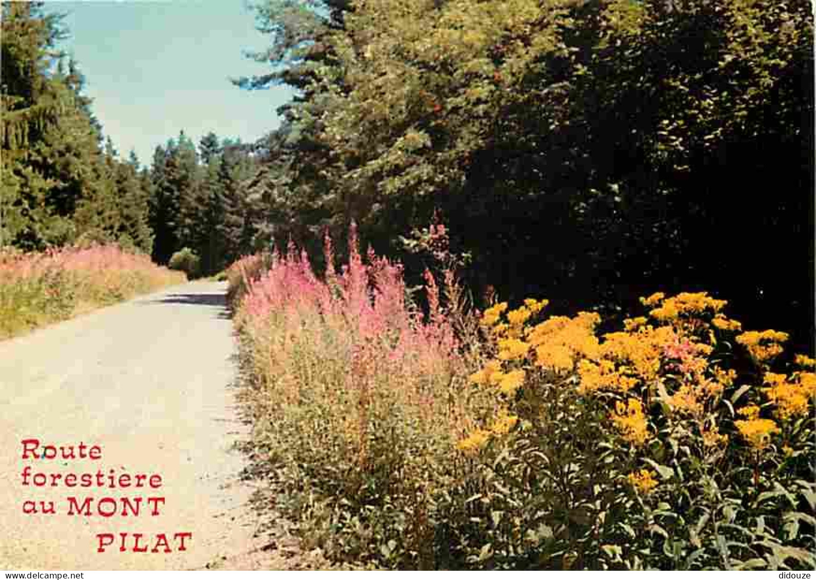 42 - Le Mont Pilat - Route Forestière - Fleurs - CPM - Voir Scans Recto-Verso - Mont Pilat