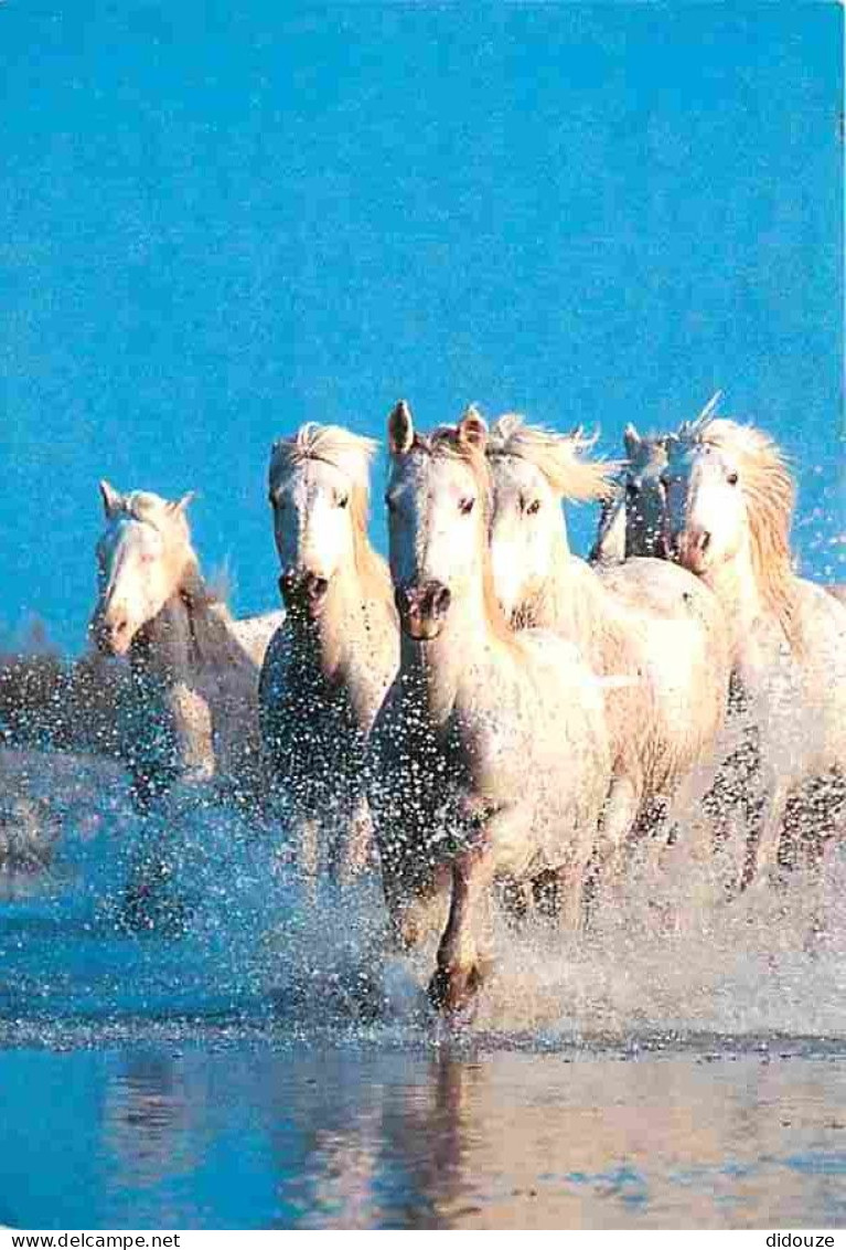 Animaux - Chevaux - Camargue - Chevaux Dans Les Marais - CPM - Voir Scans Recto-Verso - Chevaux