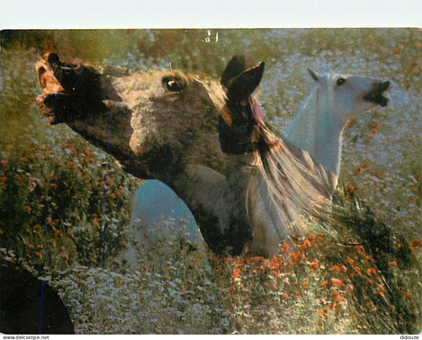 Animaux - Chevaux - CPM - Voir Scans Recto-Verso - Chevaux