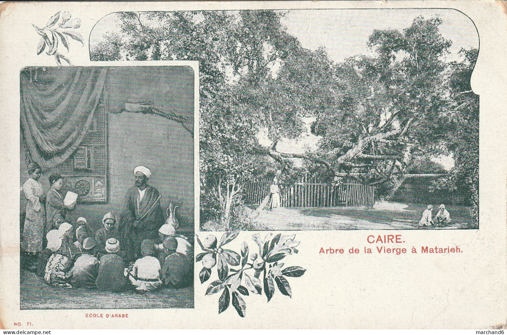 égypte Le Caire Arbre De La Vierge à Matarieh Et école Arabe - Cairo