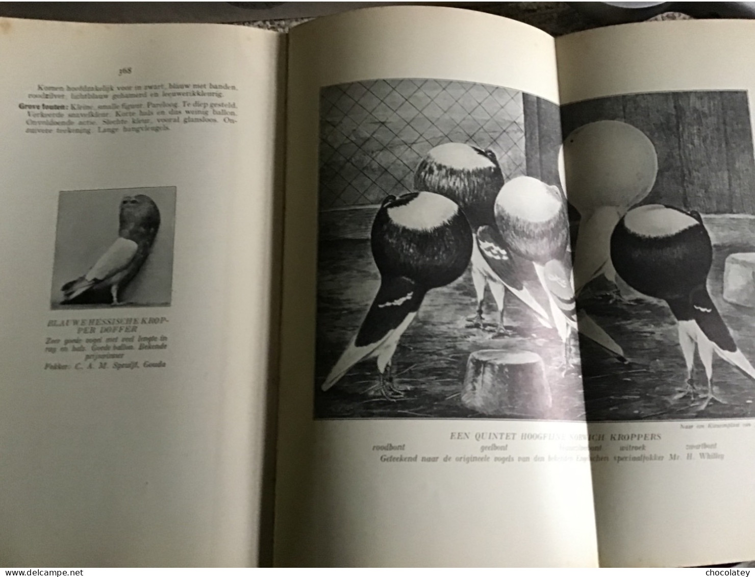 De Kropperrassen Duiven Pigeons Gouda Koch En Knuttel Mooie Staat 1929 - Geschiedenis