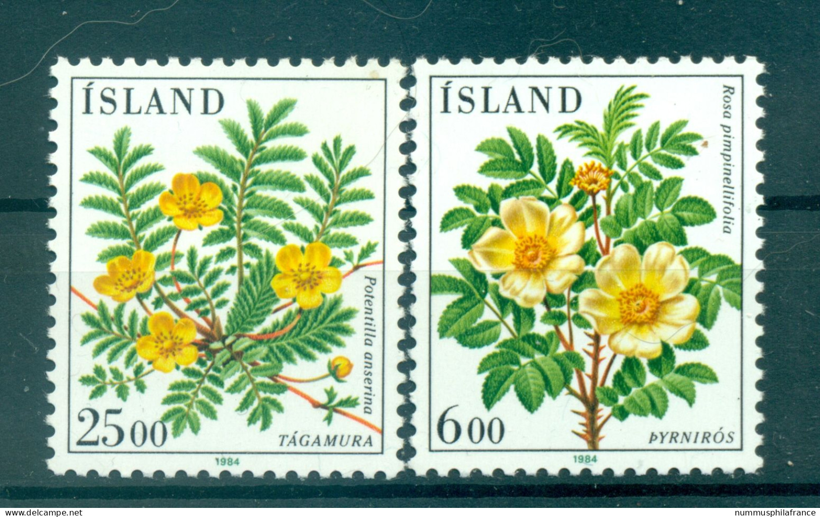 Islande 1984 - Y & T N. 565/66 - Flore (Michel N. 612/13) - Nuovi