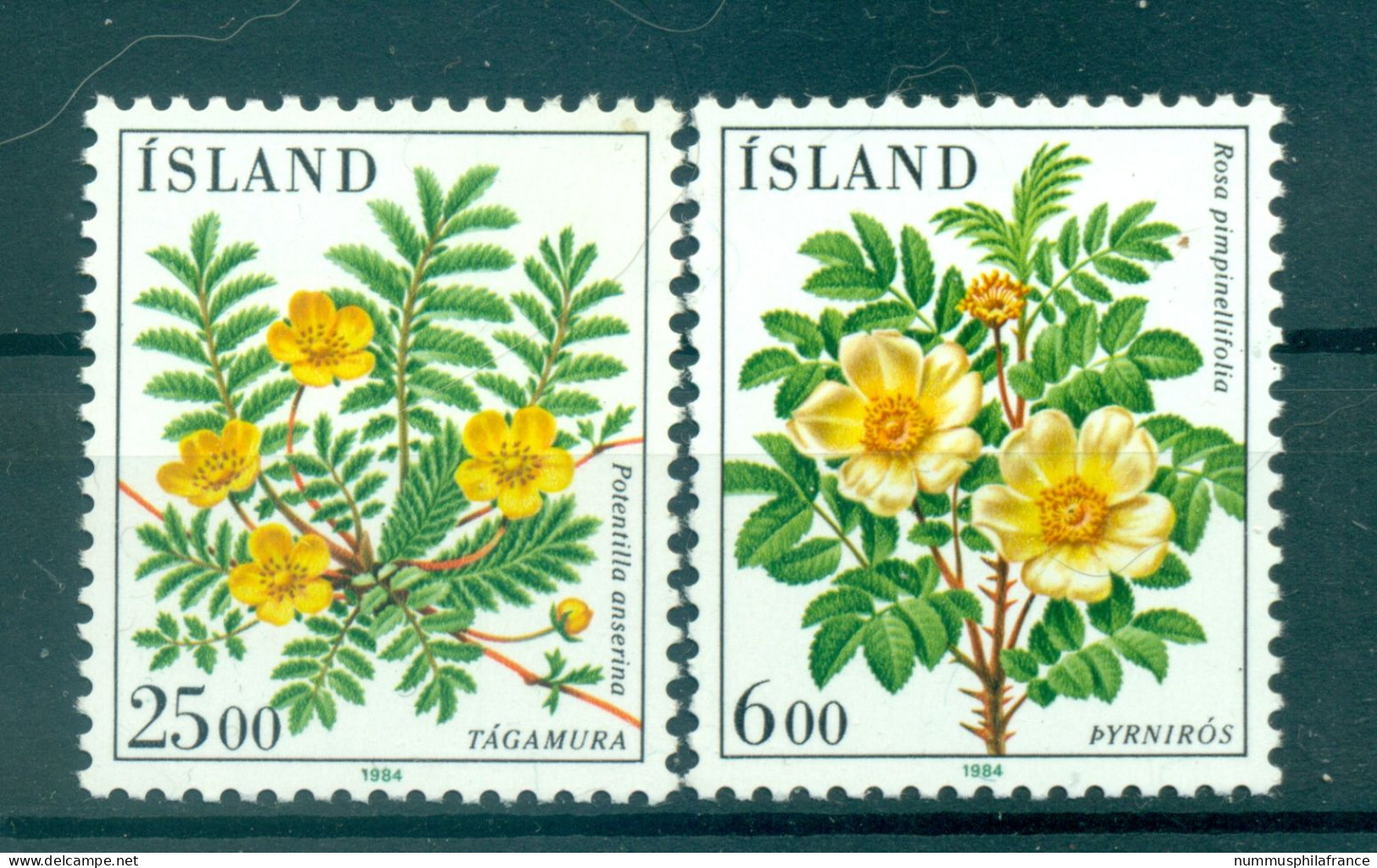 Islande 1984 - Y & T N. 565/66 - Flore (Michel N. 612/13) - Ongebruikt