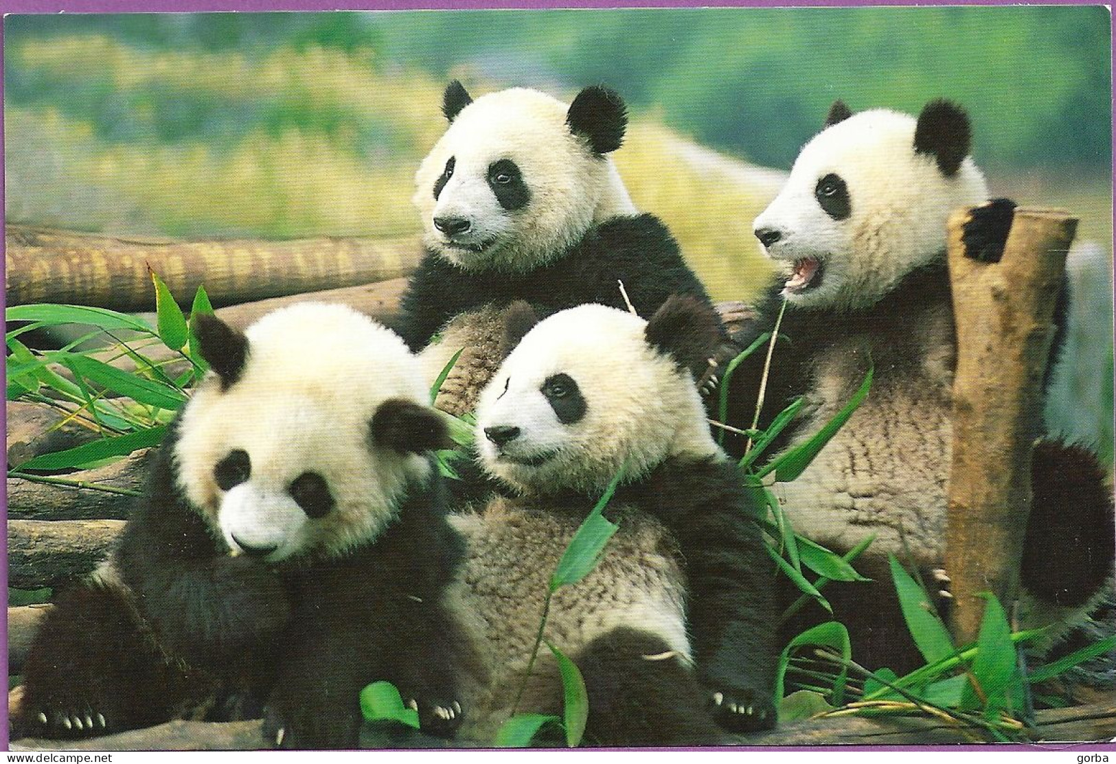 *CPM  - CHINE - HONG KONG - Pandas - Cina (Hong Kong)