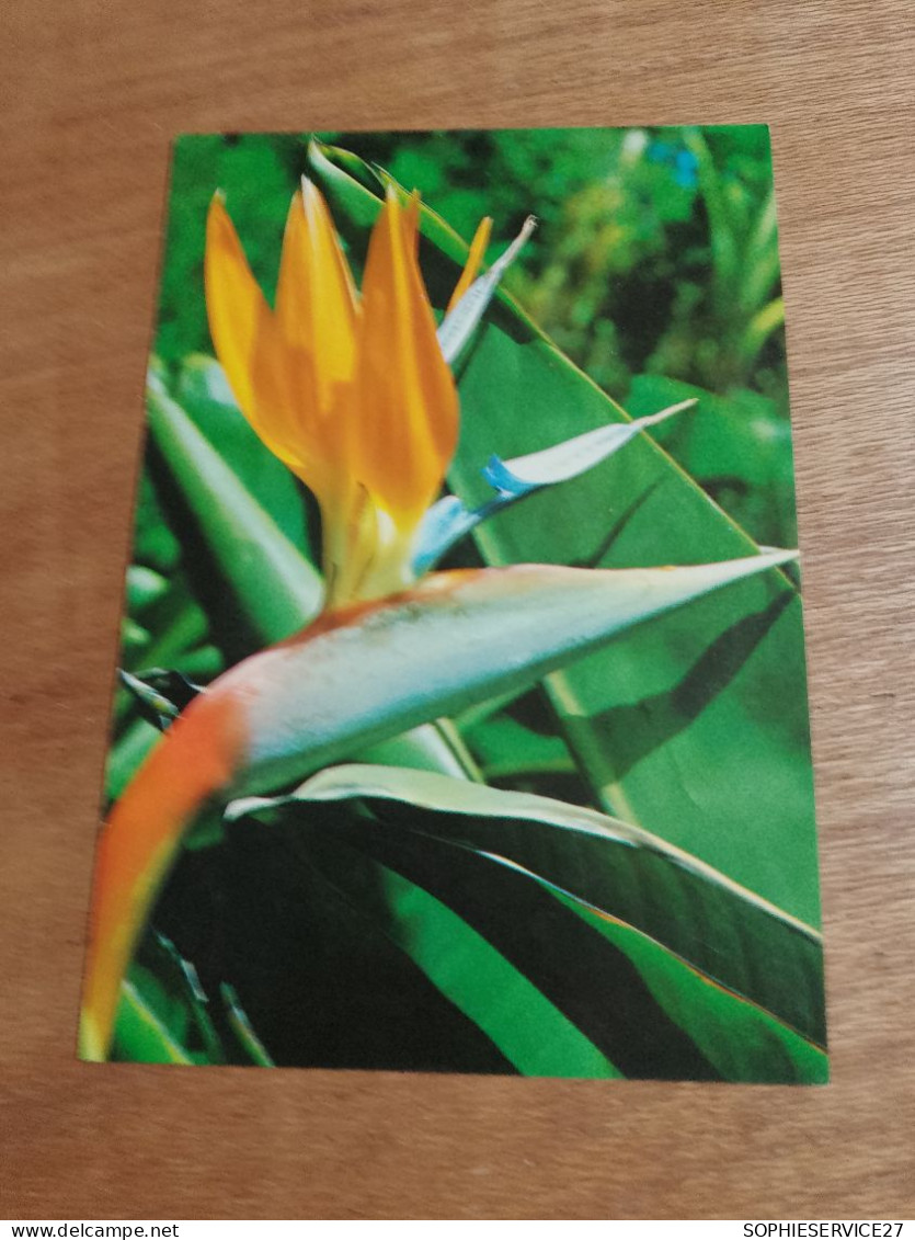 553 //  FLORES DE TENERIFE / STRELITZIA / PAJARO DEL PARAISO - Flowers