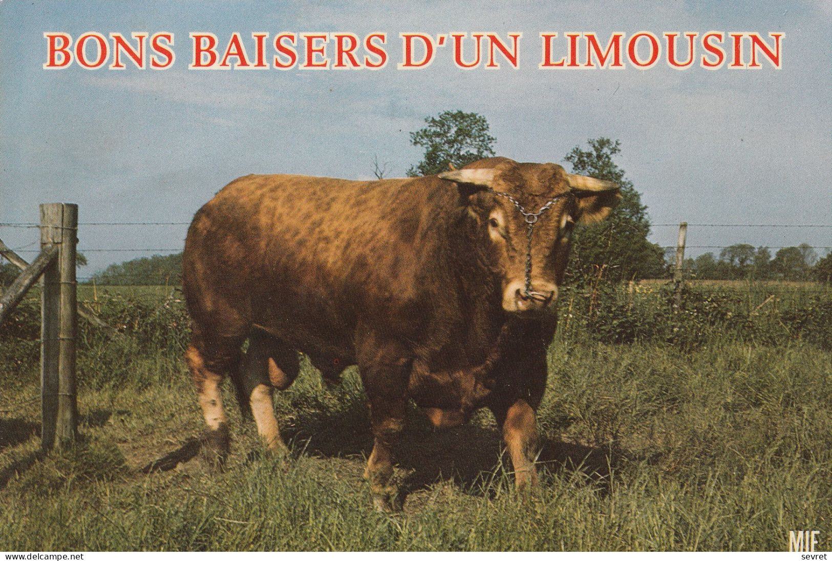 Taureau De Race Limousine - Toros