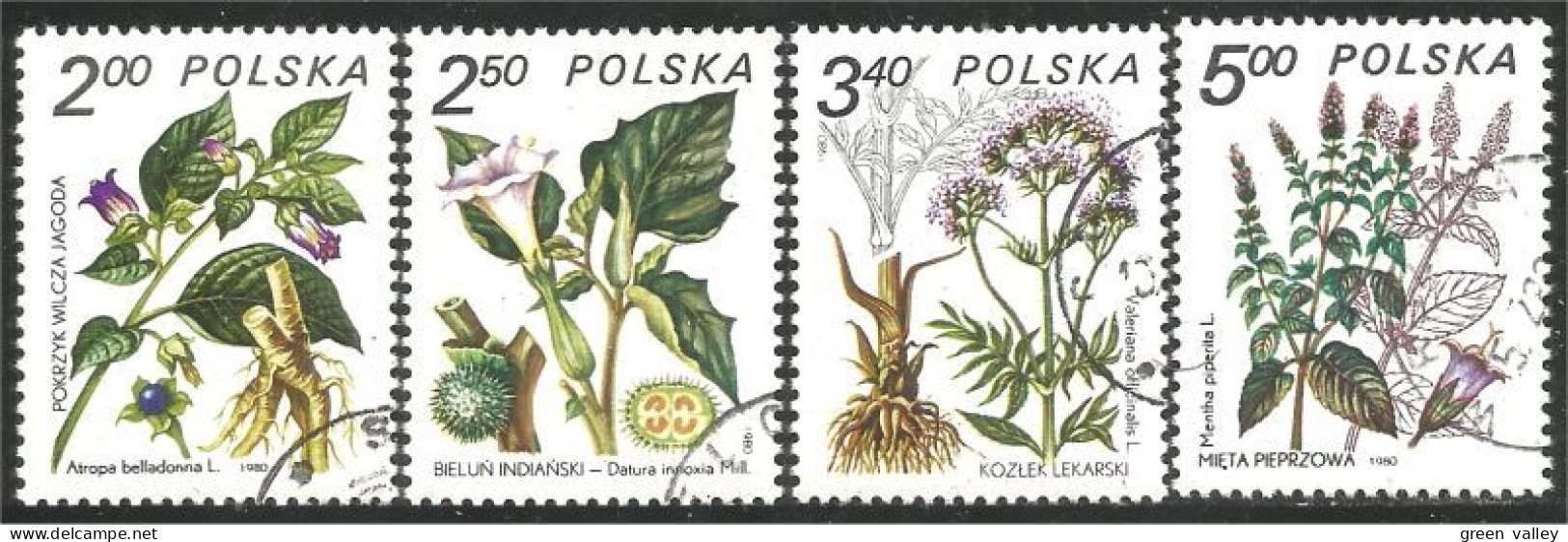 740 Pologne Plantes Médicinales Medicinal Plant Heilpflanze Pianta Medicinale (POL-318d) - Other & Unclassified