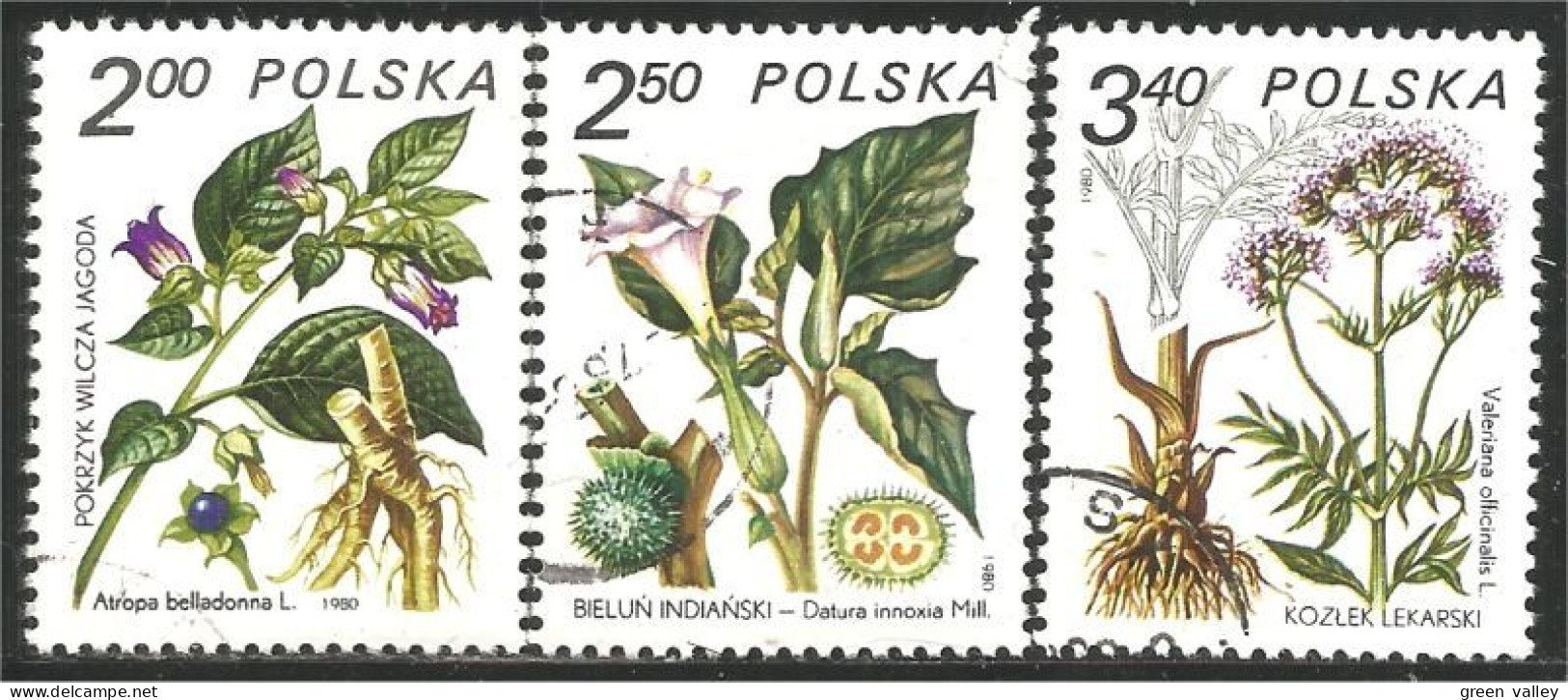 740 Pologne Plantes Médicinales Medicinal Plant Heilpflanze Pianta Medicinale (POL-319d) - Geneeskrachtige Planten