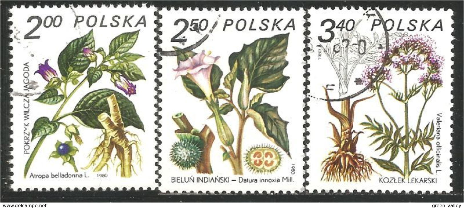 740 Pologne Plantes Médicinales Medicinal Plant Heilpflanze Pianta Medicinale (POL-319c) - Other & Unclassified