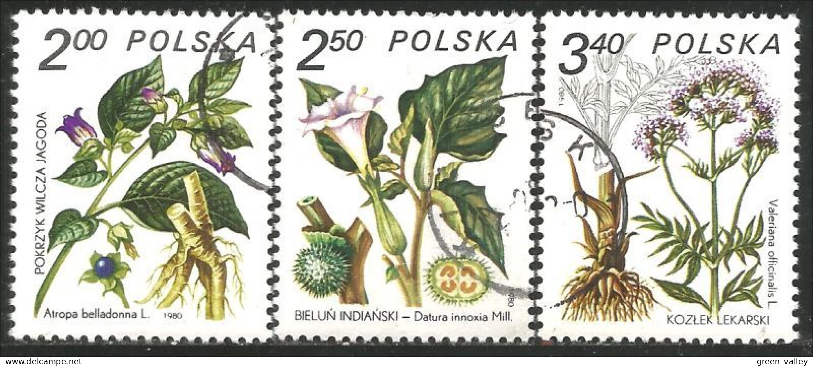 740 Pologne Plantes Médicinales Medicinal Plant Heilpflanze Pianta Medicinale (POL-319a) - Altri & Non Classificati