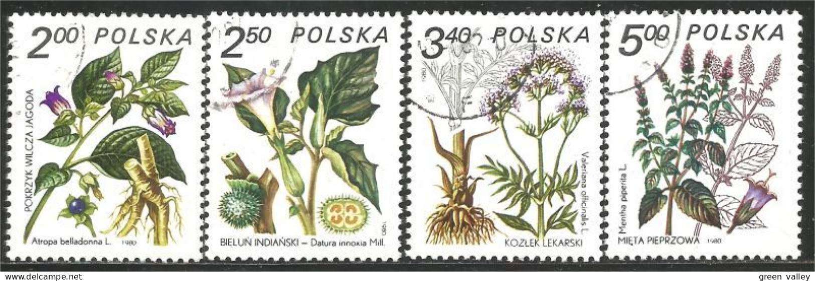 740 Pologne Plantes Médicinales Medicinal Plant Heilpflanze Pianta Medicinale (POL-318a) - Altri & Non Classificati