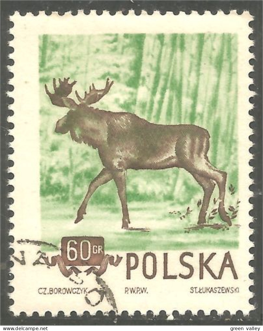 740 Pologne Chevreuil Deer Hirsch Cervo (POL-271) - Gibier