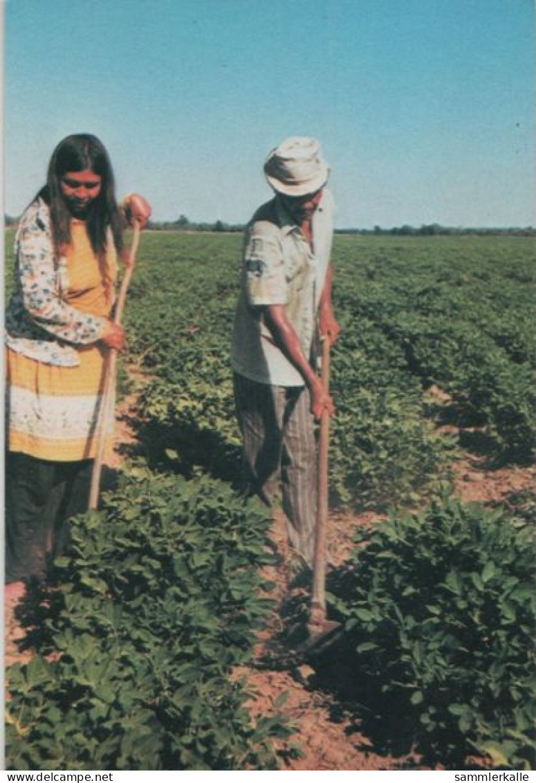 105218 - Paraguay - Filadelfia - Indigenas En Su Chacra - Ca. 1980 - Paraguay