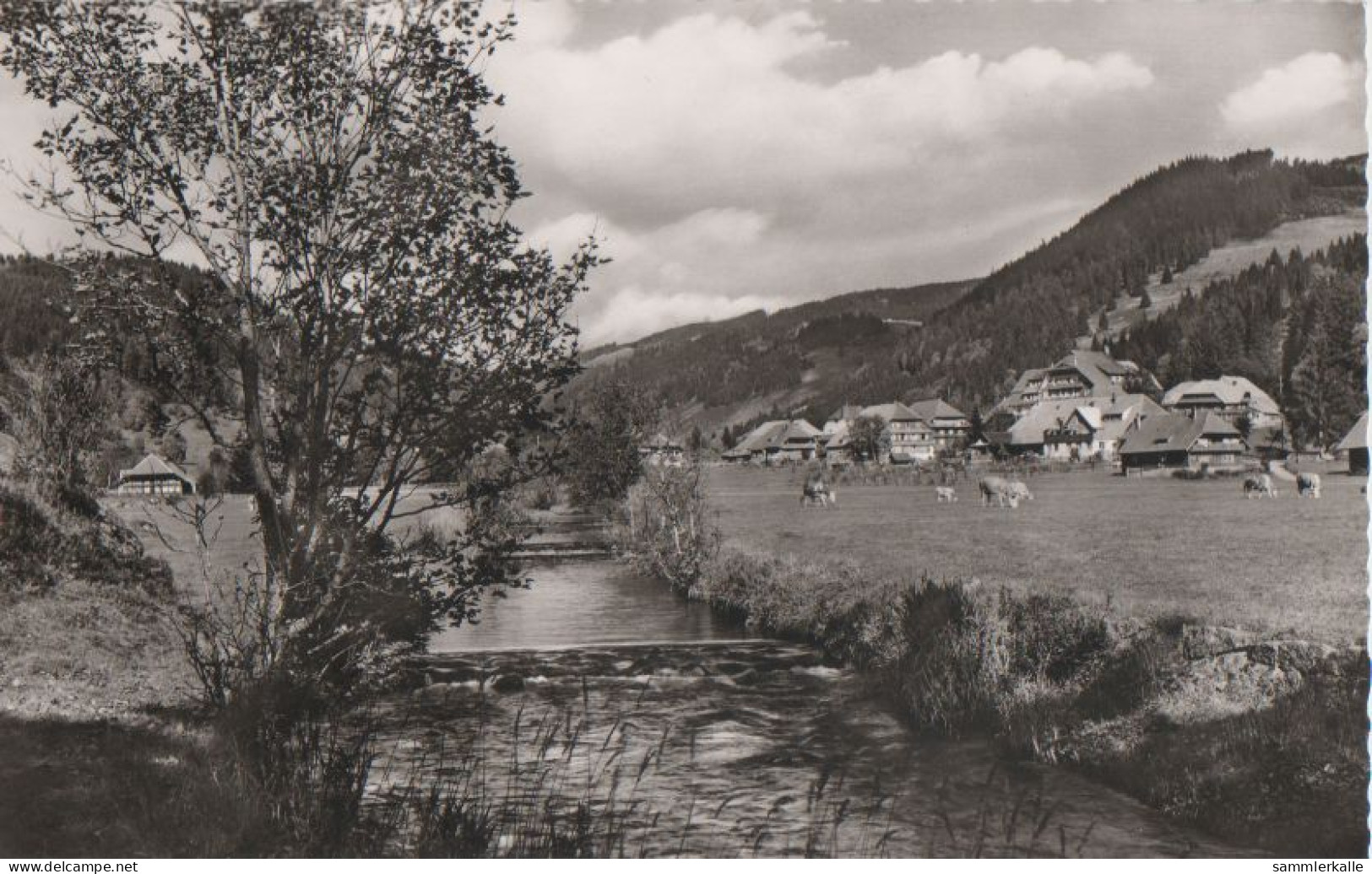 30513 - St. Blasien-Menzenschwand - Ca. 1960 - St. Blasien