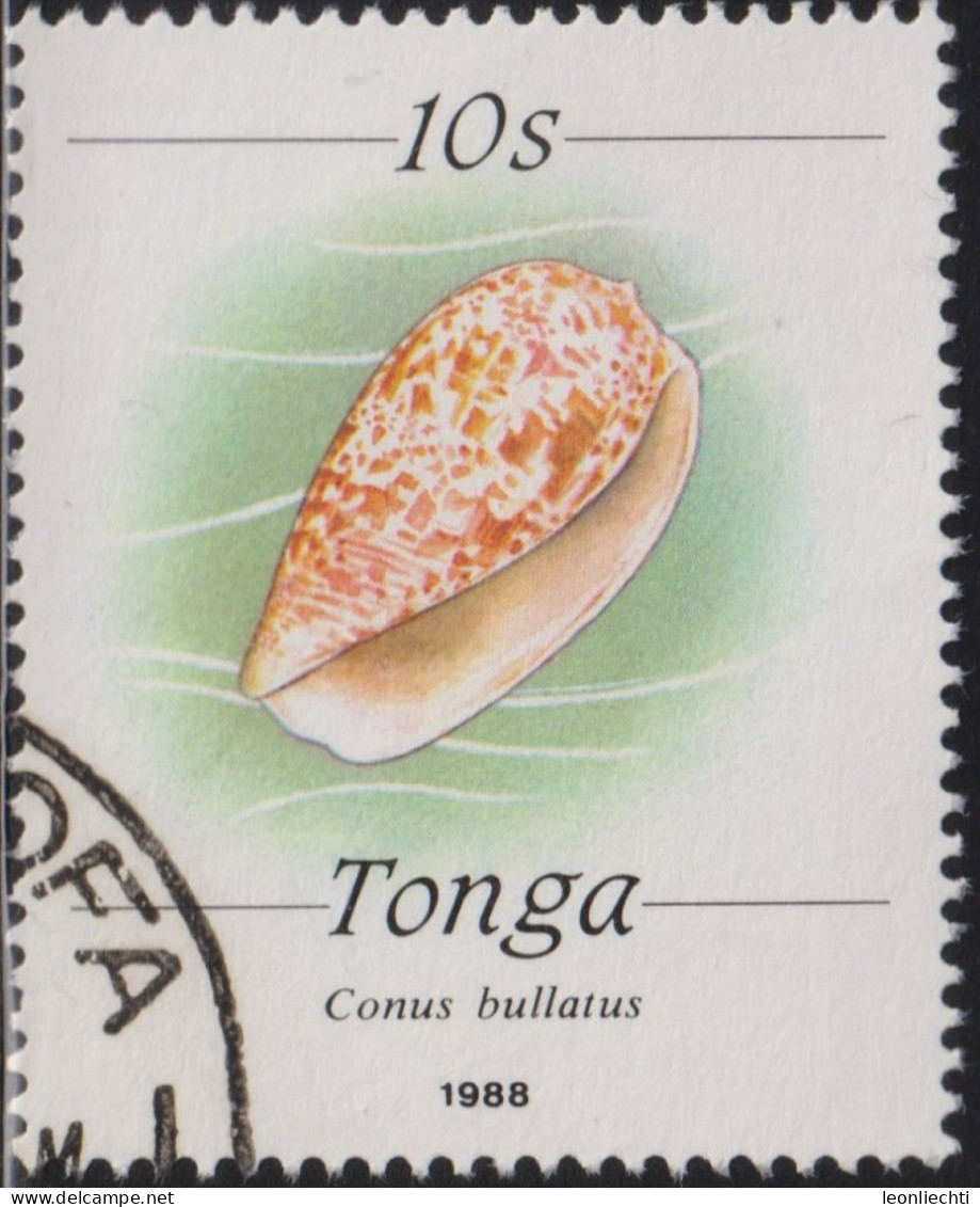 1988 Tonga ° Mi:TO 1041II, Sn:TO 686, Yt:TO 701, Sg:TO 1005, Bubble Cone (Conus Bullatus) - Tonga (1970-...)