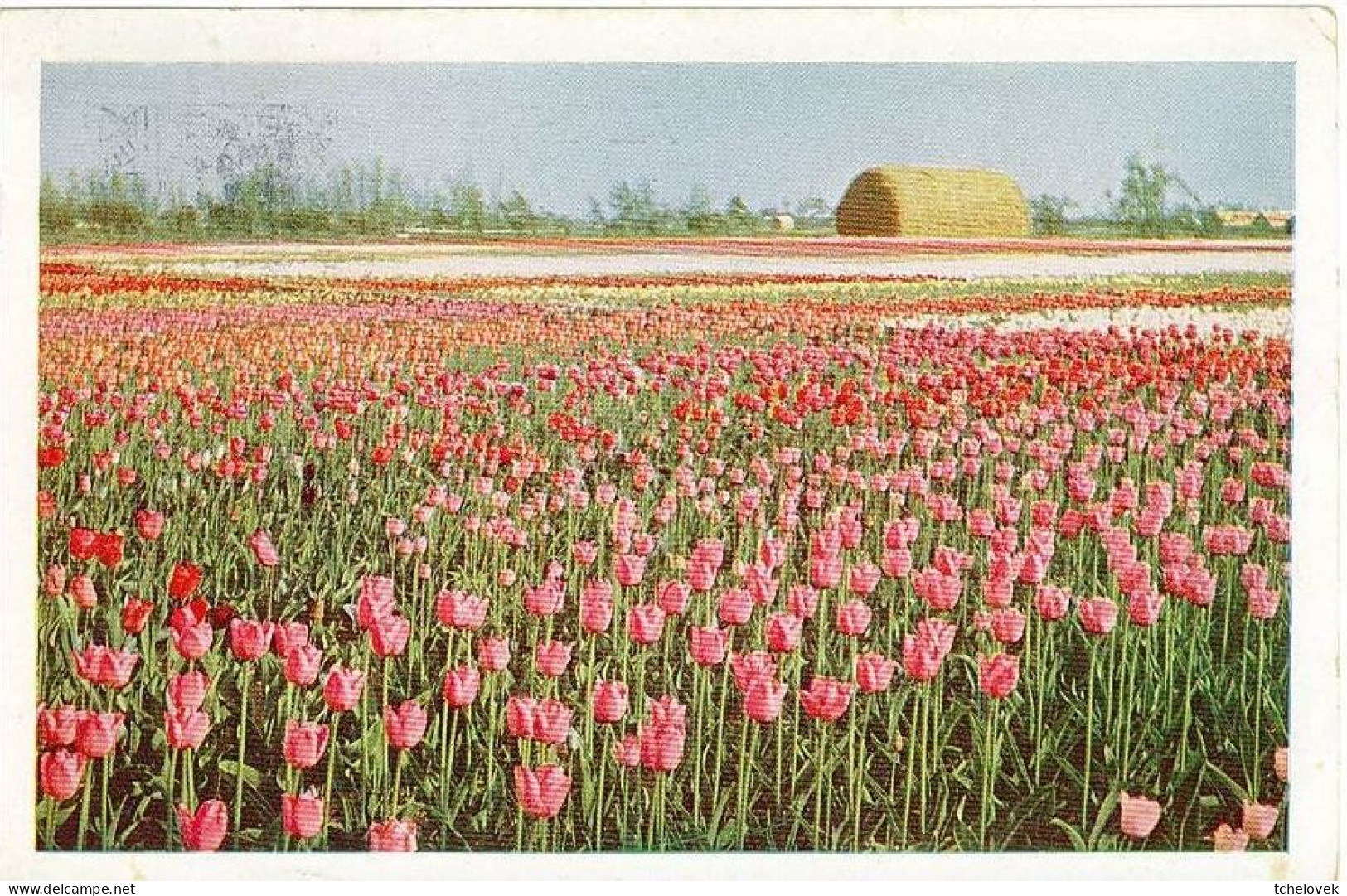Thèmes. Fleurs. Carte Invitation Fleurs AIDES & Merci & Champs De Tulipes (1) & (2) & Fleurs Van Gogh - Other & Unclassified