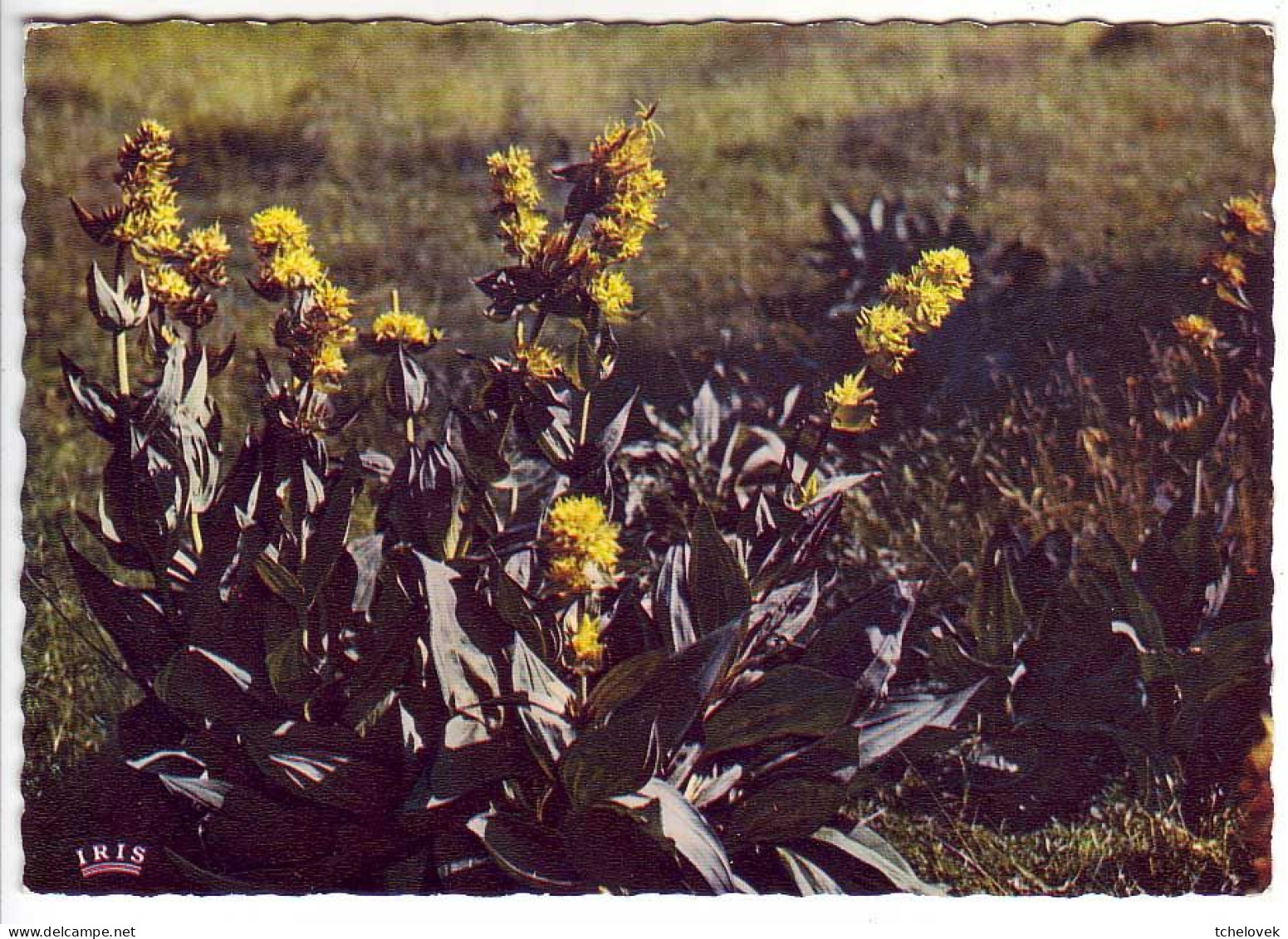 Thèmes. Fleurs. Anemone Vernalis & Gentiane (2) Pub Pharmaceutique & Rosage Ferrugineux & Pensée ((photo) - Other & Unclassified
