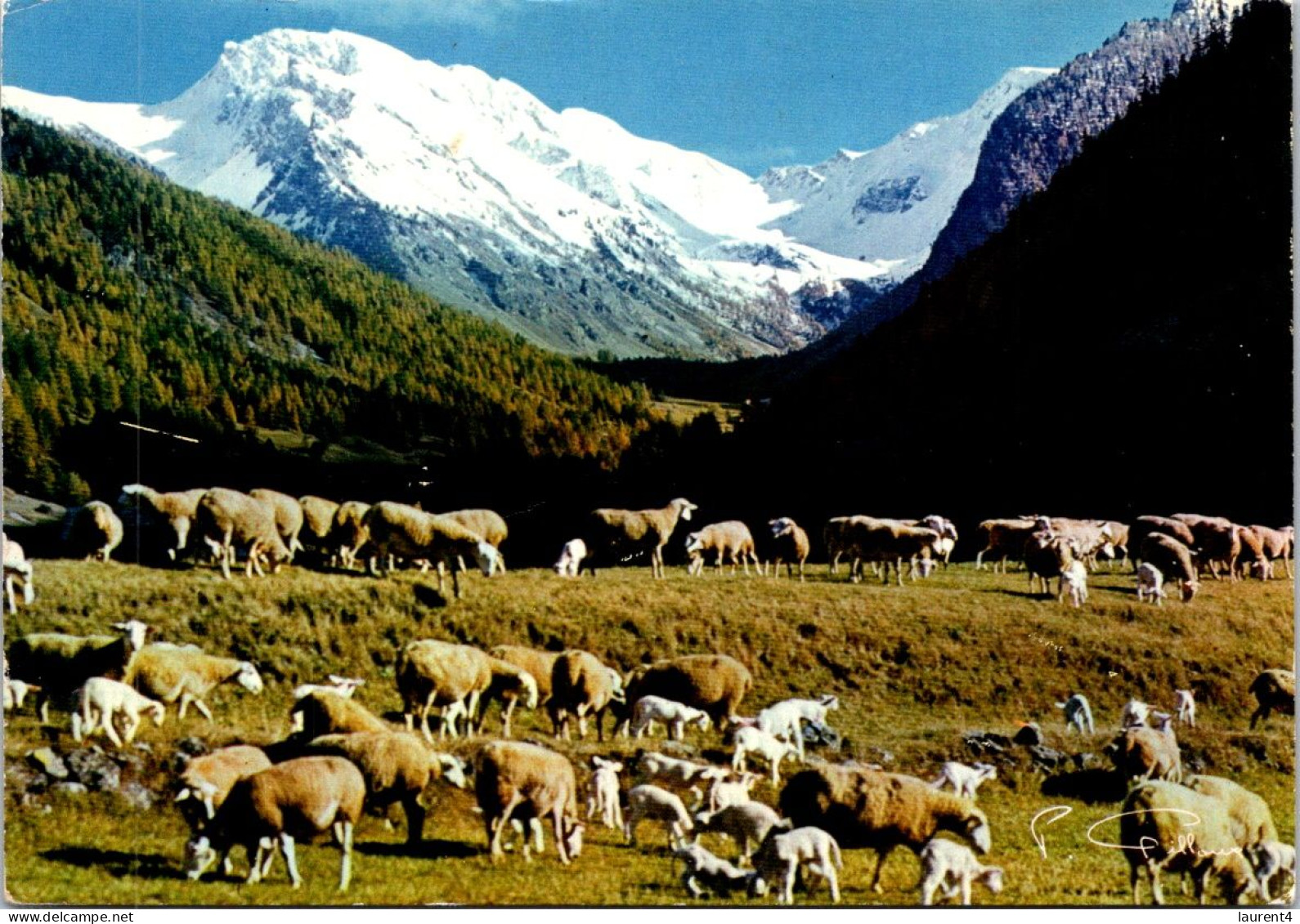 27-4-2024 (4 Y 13) France - Moutons Dans Les Alpes (sheep Grazing In The Alps Mountains) - Viehzucht