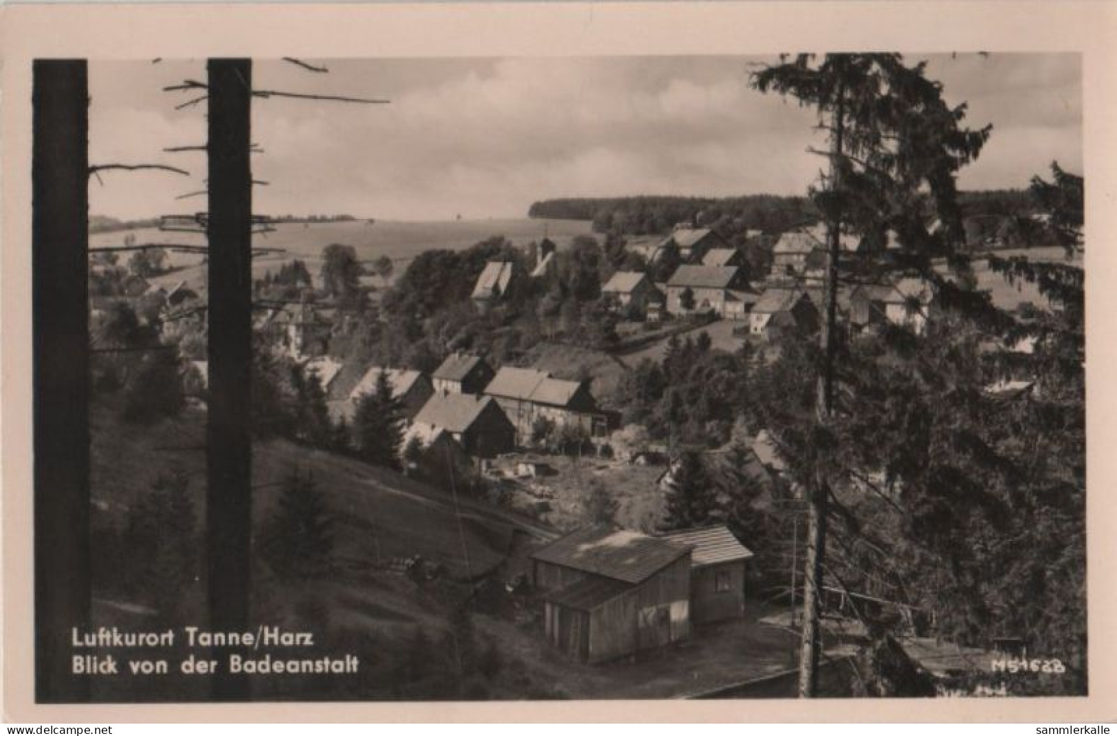 61057 - Tanne - Blick Von Der Badeanstalt - 1960 - Halberstadt