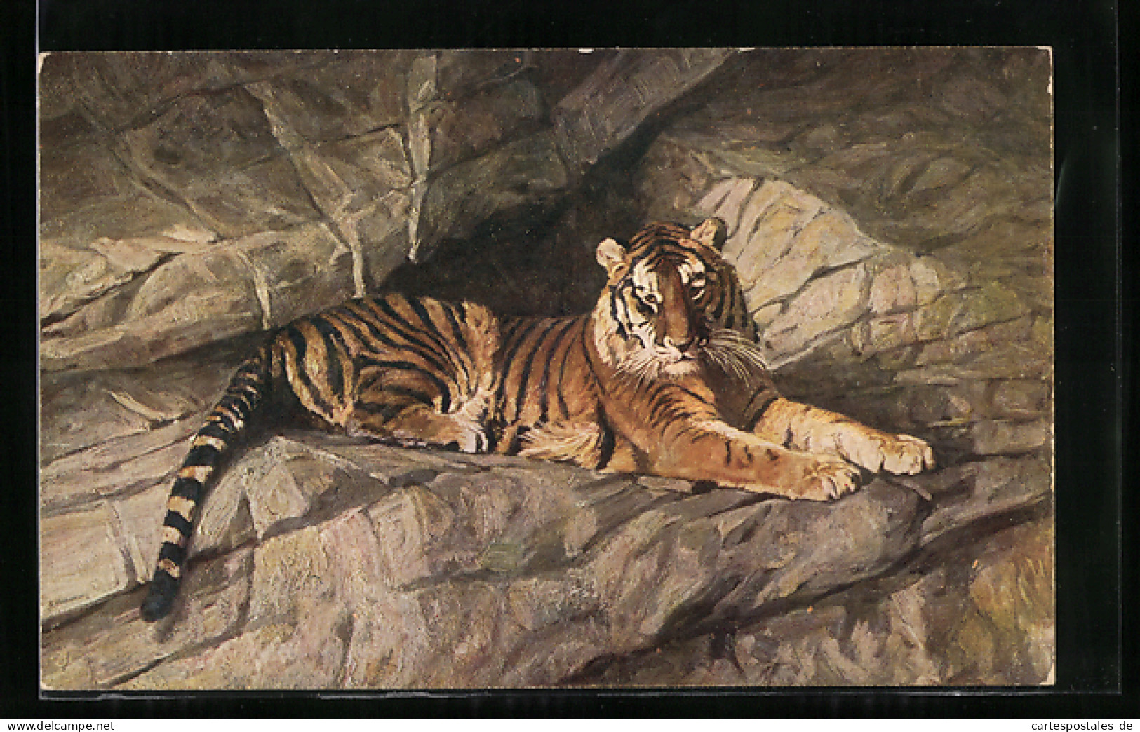 AK Tiger Ruht Sich In Einer Felsspalte Aus  - Tigers