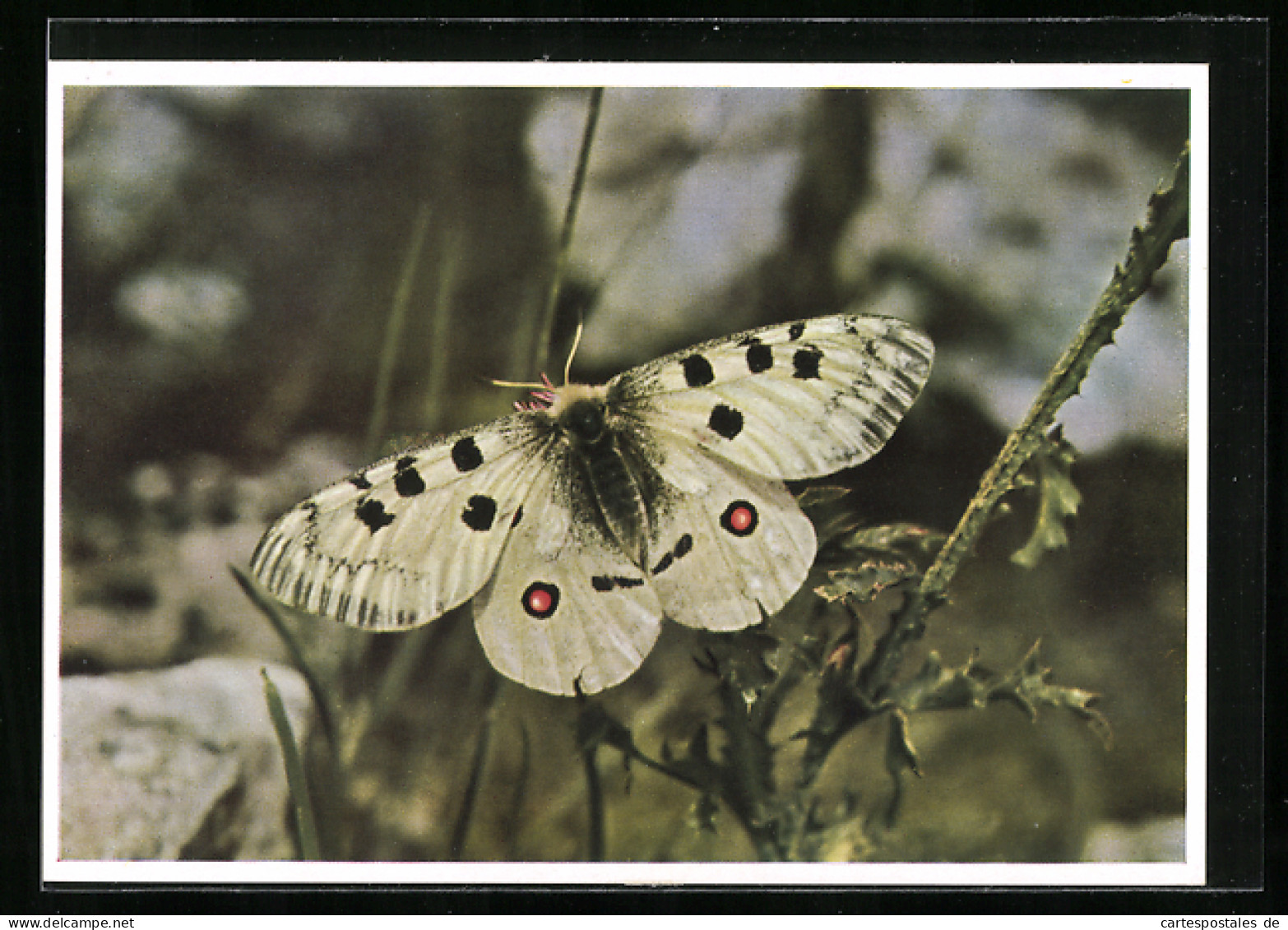 AK Schmetterling: Roter Apollo, Schont Unsere Schmetterlinge!  - Insectes