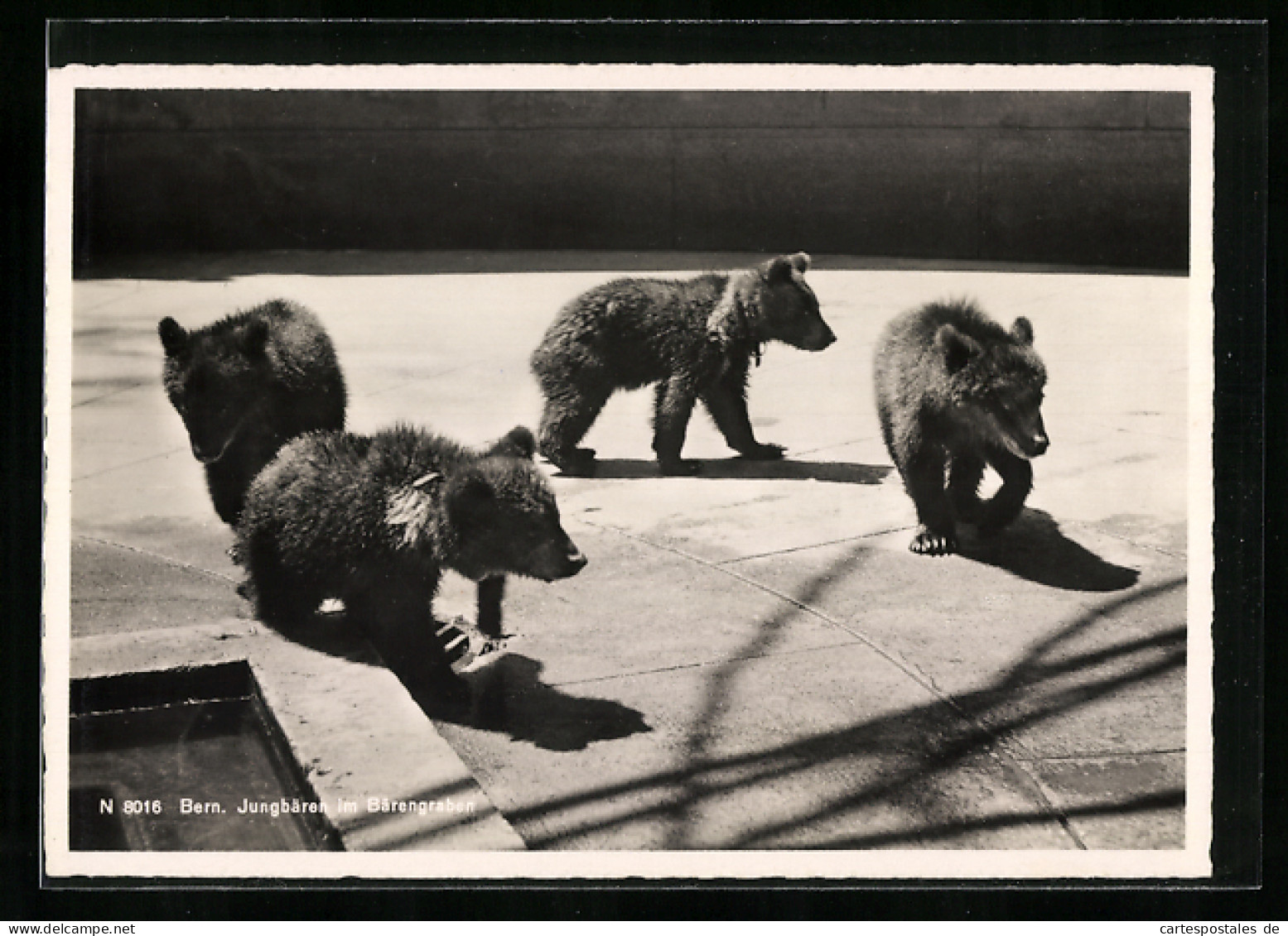 AK Bern, Bärengraben, Vier Jungbären Im Sonnenschein  - Bears