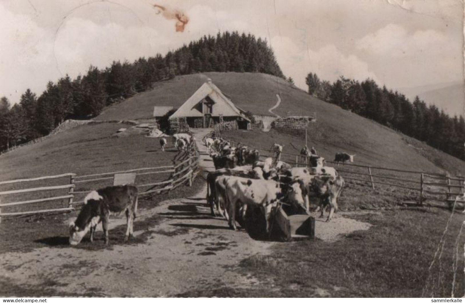 69161 - Münstertal-Untermünstertal - Bergwirtschaft Kälbelescheuer - 1963 - Münstertal