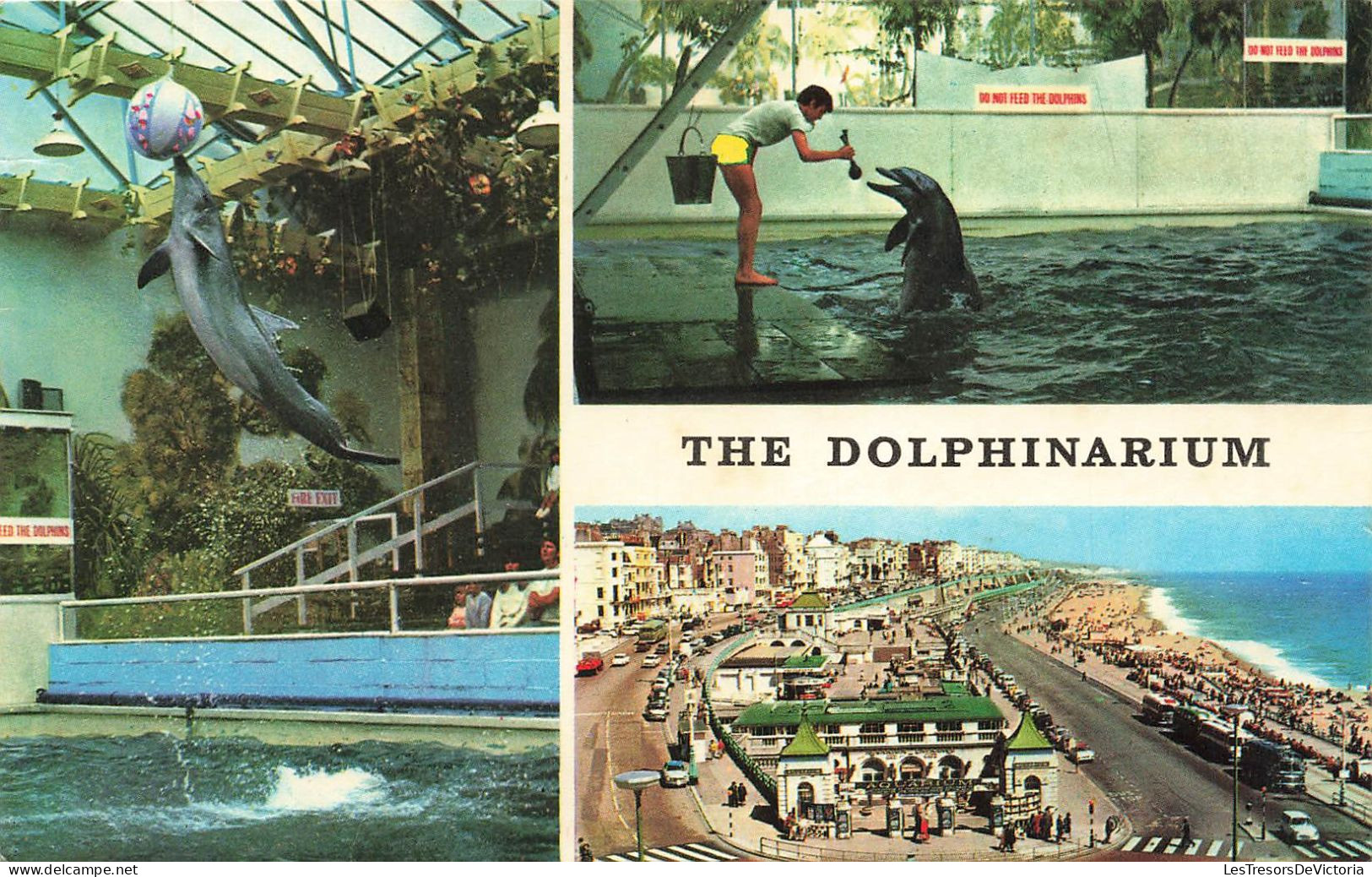 ANIMAUX ET FAUNE - The Dolphinarium - Colorisé - Carte Postale Ancienne - Dauphins