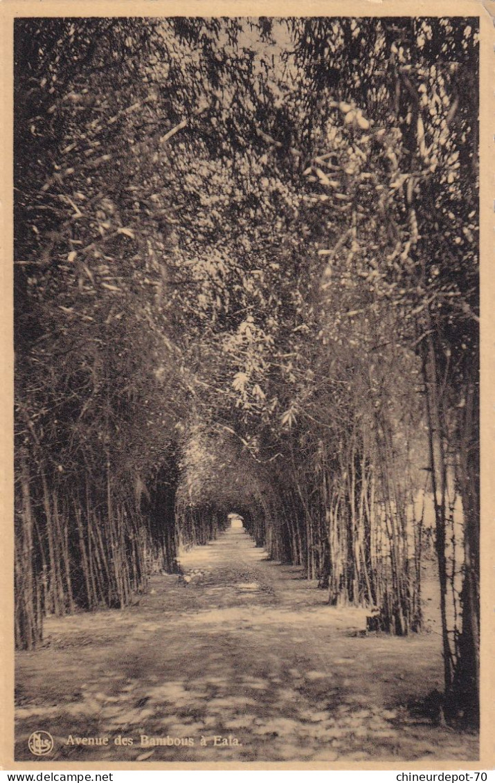 Avenue Des Bambous à Eala - Congo Belga