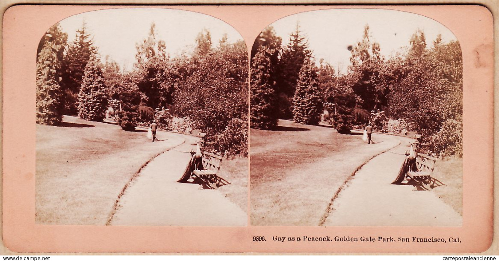 04582 / U.S. Stereo KILBURN 1895s SAN FRANCISCO Gay As Peacock Golden Gate Park California PAON Photo Stereoview 9896 - Stereoscopio