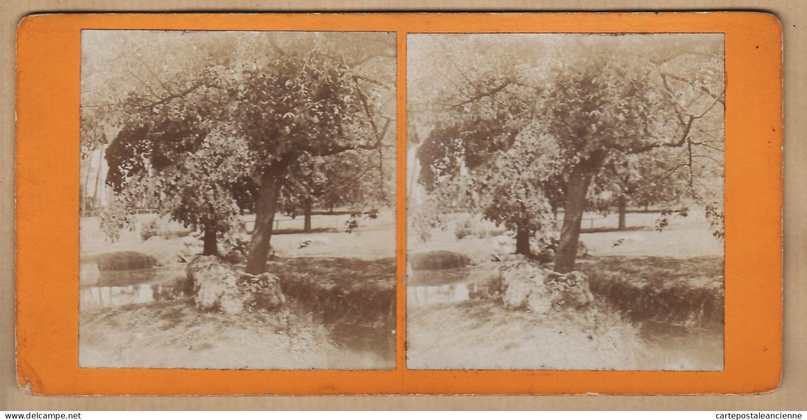 04568 / Stereo View 1890s Arbre OLIVIERS Olivier Olive Tree Photographie Botanique Flore  - Stereoscopic