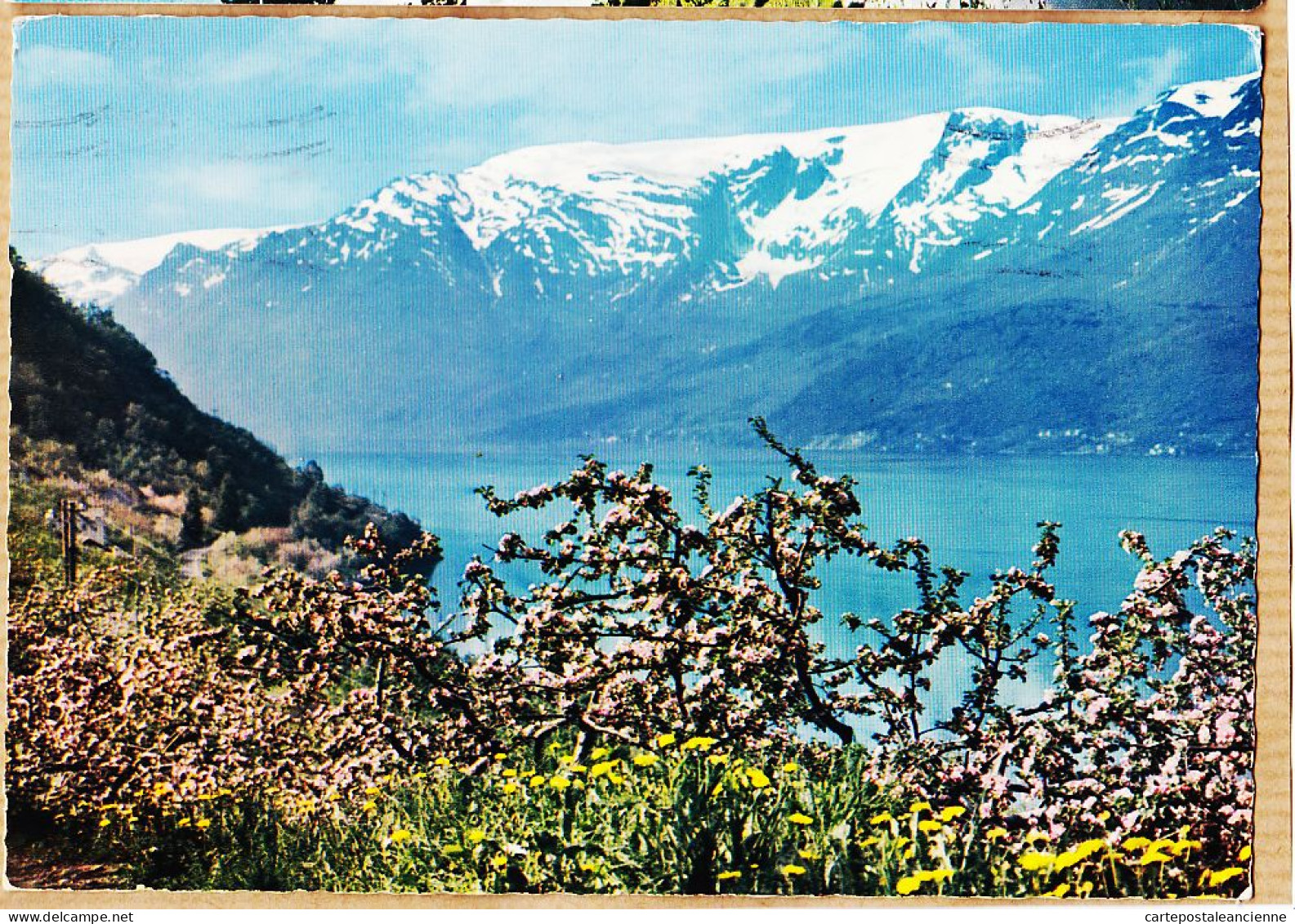 04642 / Norge Fruktblomstring I Ullensvang - Fruitblossom Time In Ullensvang BERGEN 1969 Norway Norvège - Norvège